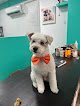 Coco Mascotas Peluquería Canina