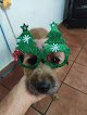 Peluqueria Canina Caprichos