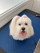 Negocio Peluqueria Canina Estela Richarte