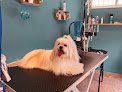 Negocio Peluqueria Canina Laura De Santis