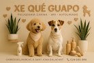 Xe Qué Guapo